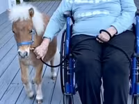 Cavalla, Miniature horse — foto 2