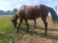 Էգ ձի, Thoroughbred horse — լուսանկար 7
