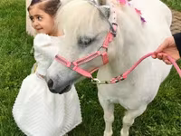 Stute, Miniature horse — Foto 5