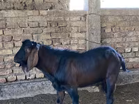 بز نر, Beetal goats — عکس 1