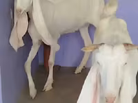 Κατσίκα, Gulabi goats — φωτογραφία 3