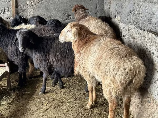 قوچ, گوسفند