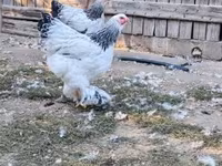 Brahma — foto 3