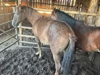 Koń, Horse breed — zdjęcie 1
