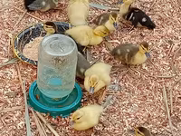 Ducks — fotografija 1