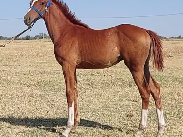 Pastuv, Thoroughbred horse