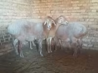 Kambing betina, Arashan sheep — foto 2