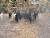 Ged, Alpine goat — foto 1