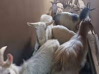 Kambing betina, Saanen goat — foto 3