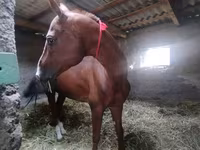Hengst, Akhal-Teke — Foto 4