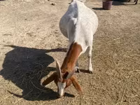 بز ماده, Boer goat — عکس 6