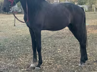 Kůň, Orlov Trotter — foto 3