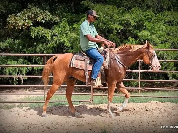 Kůň, American paint horse