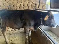 Toro, Bovini — foto 4