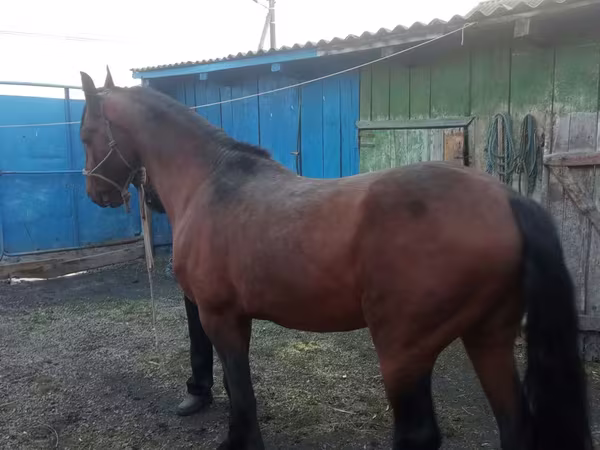 घोड़ा, Thoroughbred horse