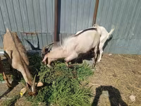 숫염소, Alpine goat — 사진 3