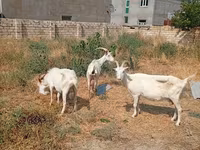 Capră, Saanen goat — foto 5