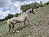 مادیان, Lipizzaner — عکس 3
