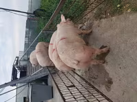 Sow, Pigs — photo 7