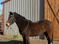 Horse (M), Mustang — photo 2