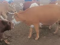 گاو ماده, Simmental cattle — عکس 4