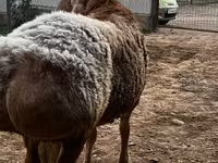 แกะตัวผู้, Arashan sheep — รูปภาพ 2