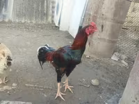 Chickens — รูปภาพ 3