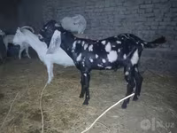 Kozel, Beetal goats — foto 5