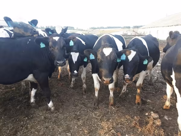 Tehén, Russian Black pied cattle — Oroszország