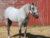 公马, Tennessee Walking Horse — 照片 5