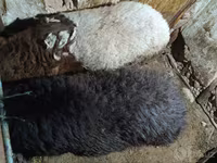 Bagge, Arashan sheep — foto 4