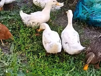 Ducks — zdjęcie 3
