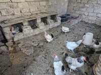 Chickens — sawirka 4