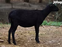 Ovce, Cameroon sheep — foto 3