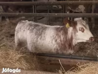 Lo’, Simmental cattle — sawirka 2