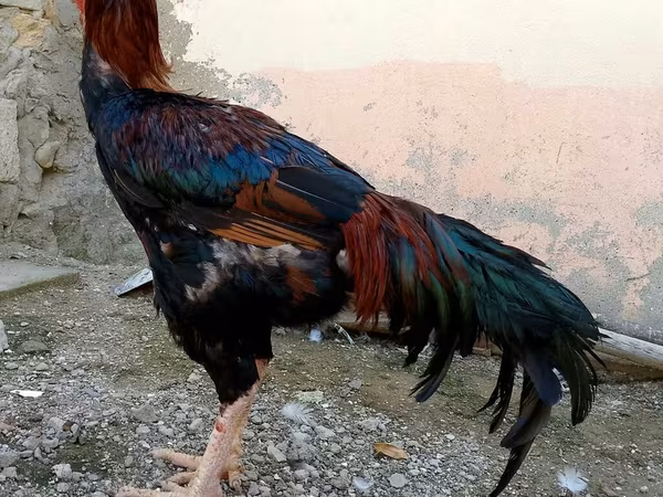 Chickens