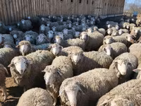 Ram, Kazakh fat-tailed coarsewool sheep — photo 7