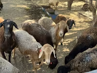 Ovca, Rhon sheep — fotografija 2