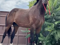 Kůň, Thoroughbred horse — foto 2