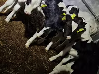 Бух, Russian Black pied cattle — 5 зураг
