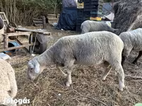 Beran, Merino sheep — foto 2