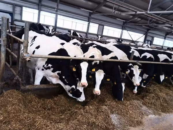 Vacă, Rasa Holstein