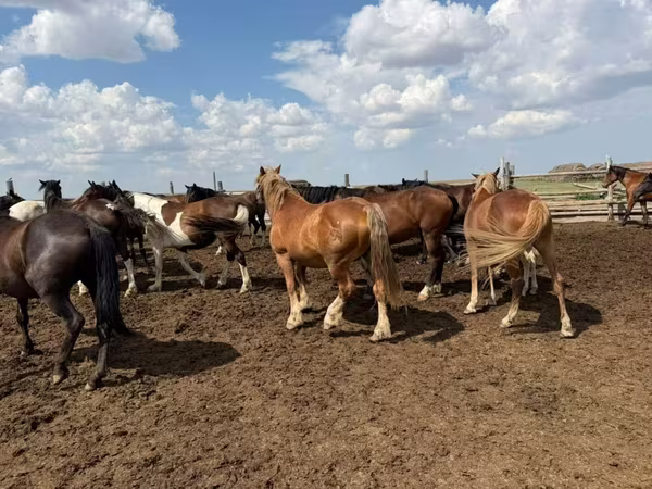 Адуу, Horse breed