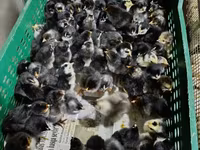 Chickens — รูปภาพ 6