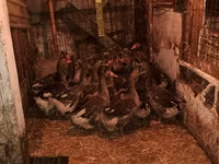 Geese — عکس 1