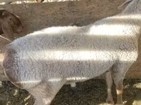 قوچ, Arashan sheep — عکس 3