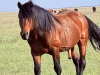 Cavallo, Soviet Heavy draft — foto 4