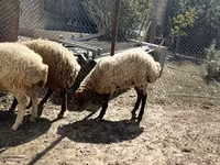 میش, گوسفند — عکس 4