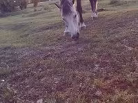 Klisna, Koně — foto 2