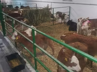سانڈ, Simmental cattle — تصویر 6